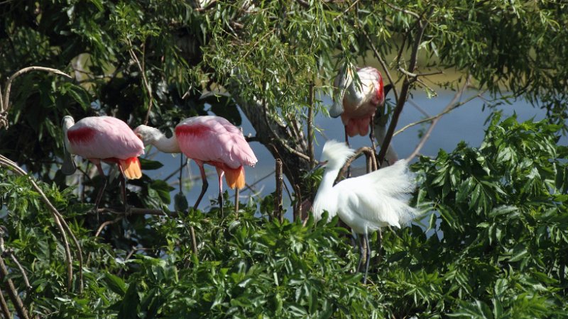 Roseate Spoonbill & Snowy Egret High Island_2010_04_24_3713.JPG